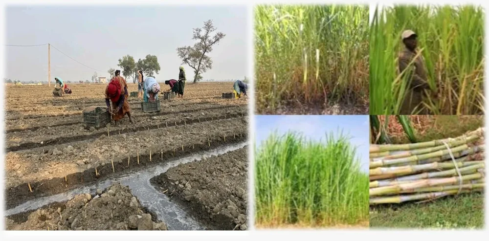 Napier grass cultivation — planting cuttings in prepared field rows and crop growth stages