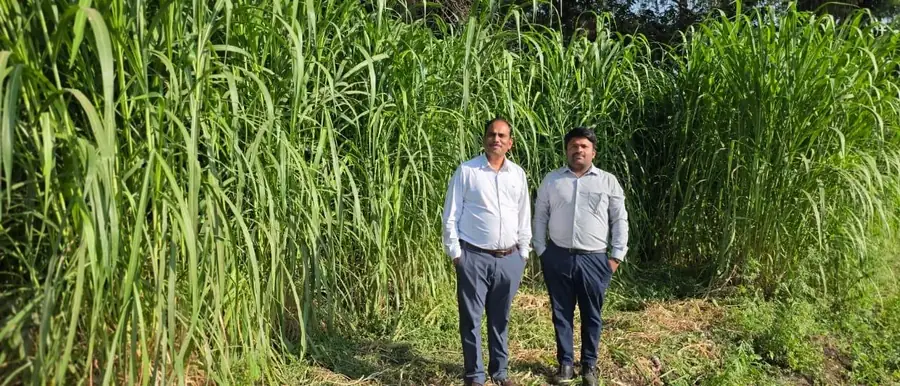 Project team at a Napier grass feedstock field